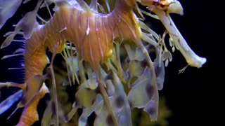 Amazing Facts About Seahorse | Interesting facts