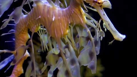 Amazing Facts About Seahorse | Interesting facts