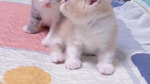 Cat baby videos
