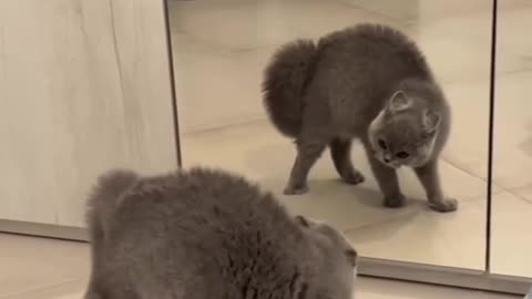 Crazy cat funny video