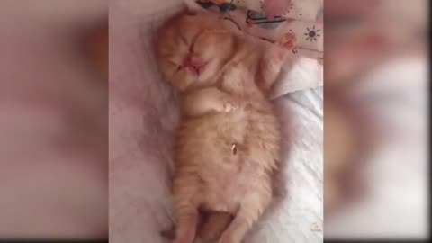 Baby cat-cute😘 and funny😂cat video compilation#1☺