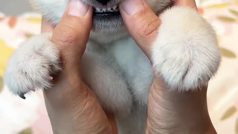 Cutepuppyreels __.