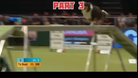 Amazing dogs showing their skills speed during competition Part 3 by AnimalViral309