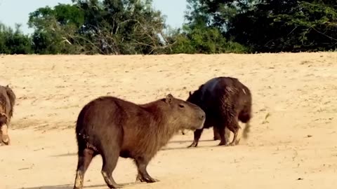 Jaguar vs Giant Otter Confrontation Ends with a Fatal Head Bite| Survival Battle