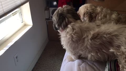 Dog tries barking and ends up howling instead