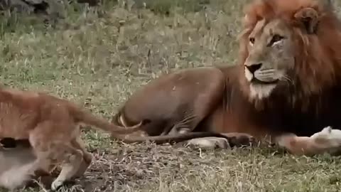 Lionsesses Love their Children More than Lions