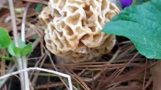 Morel Mushroom Hunting