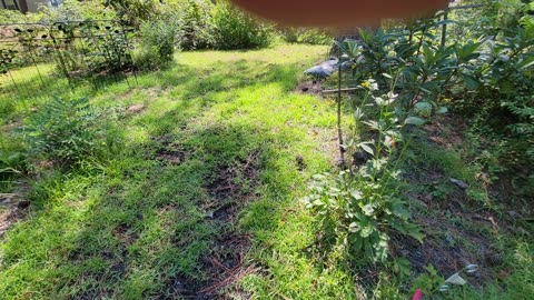 Watermelon Mound in Permaculture Experiment