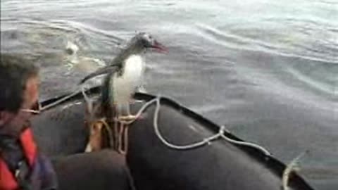Penguin vs Killer Whales