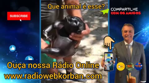 Animal estranho é encontrado no Ceará | 12 de agosto de 2020 | Que animal é esse?