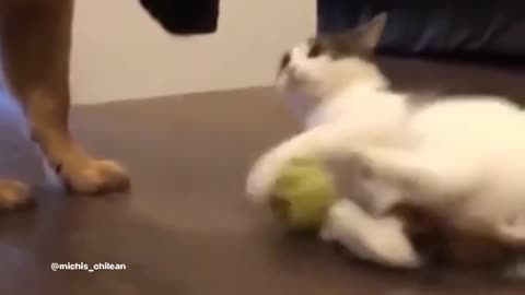 Funniest cat and dog video