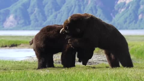 Intense battle between 2 HUGE Brown Bears