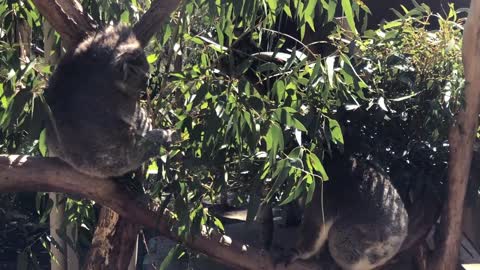 Morning Tea Time for Koalas