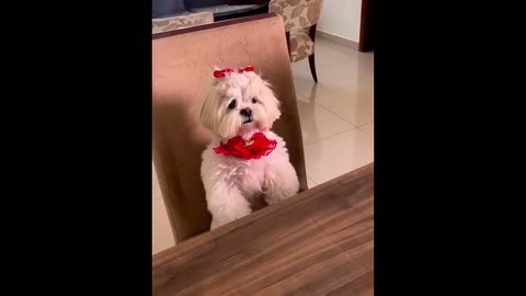 New funny animals. Cute cat and dog😍