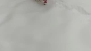 Luna in the snow