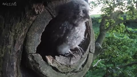 Wild Tawny Owls Adopt 6 Orphaned Owlets 🦉🦉 Full Story | Luna & Bomber | Robert E Fuller