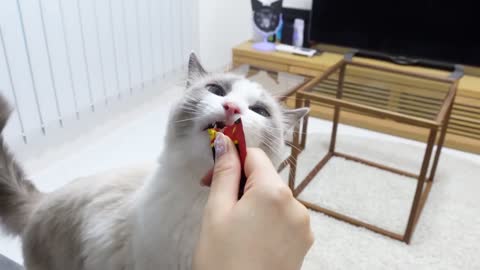 Cat's Daily Life : Feeding Frenzy | Charmmy Meow