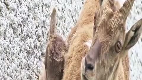 The Alpine ibex defining gravity to lick the salt