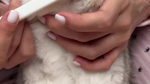 🐱 How to brush your cat's teeth 🦷