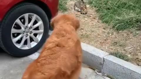 Best Funniest animal videos, Funny animal videos 2022 funny animal videos 2021#shorts#short