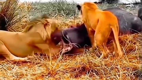 A PRIDE OF LIONS HUNTS A HIPPOPOTAMUS😢😢😢😢