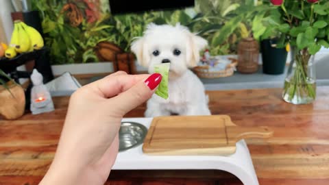 Puppy tasting fruits and veggies Cute Maltese Dog