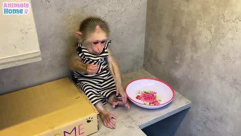 BiBi monkey steals duckling's watermelon then...