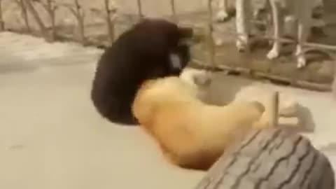 Bear vs dog (bear wrestler)