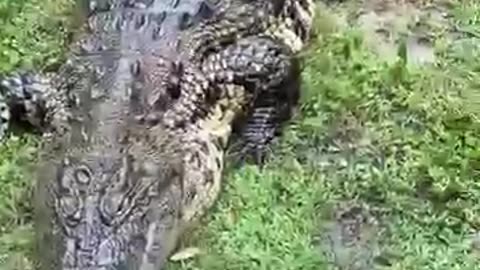 This is a dangerous crocodile guy's 😱🚫