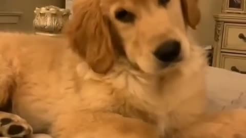 Funniest Dog reaction