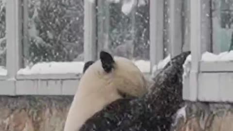 How poor the panda is! Climbing on the window and getting snow thrown at him