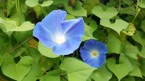 Ipomoea Tricolor Vine, Mexican Morning Glory Climber, Garden Flowering Ground Cover