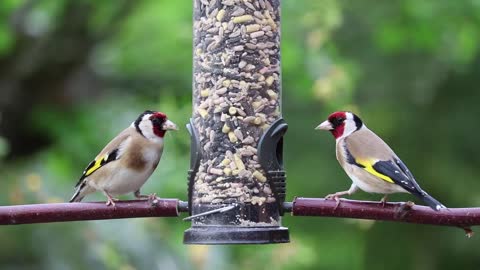 Goldfinches Eating with mama