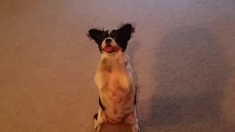 "Praying" dog will melt your heart!