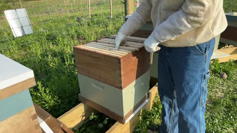 Older Bee Hive Inspection from 5/15/23