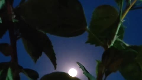 Nature's Serenade: Moonlight Through the Branches