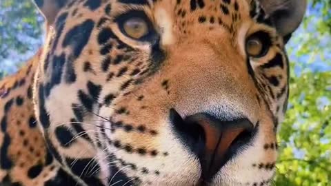 Handsomeman#NOTpets#jaguar