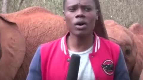CUTE Baby Elephant Interupts News Broadcast In Most Adorable Way Possible