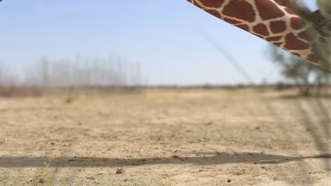 Elephant vs Giraffe Water Fight