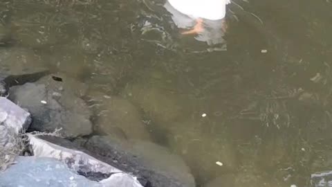 Duck Cute Video By Kingdom Of Awais