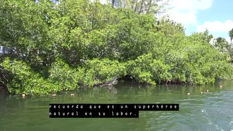 Mangrove Functions - Spanish - Expedition Notebook
