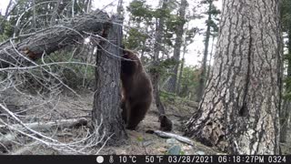 Bear Teaches Cubs to Climb