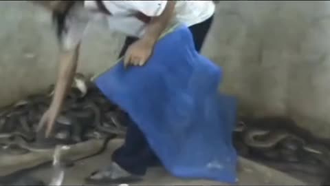 man playing with cobra