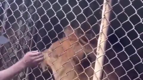 Dude taunts a lion and finds out