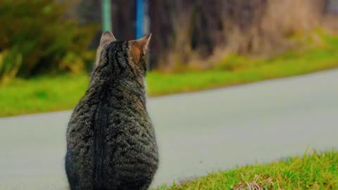 Exploring the Enigmatic World of Cats: A Feline Adventure