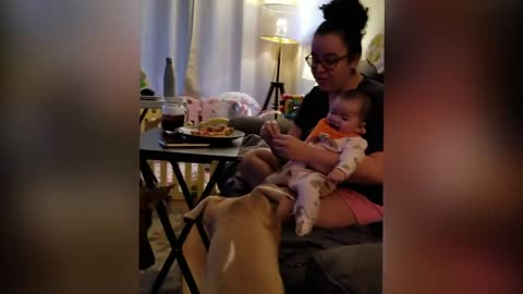 Baby playing with Dogs and cat