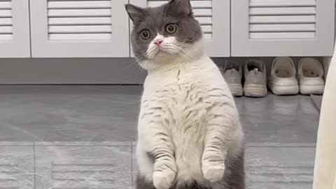 Funny cat videos