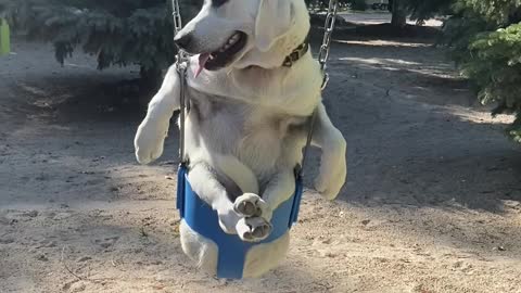 Dogs Go for a Swing in Bucket Seats