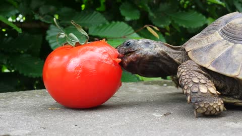 Tortoise chows down on delicious tomato