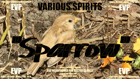 EVP Spirits Asked To State SPARROW From The Other Side Of The Veil Afterlife Communication